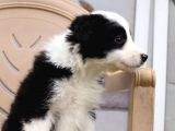 Border Collie Yavrular