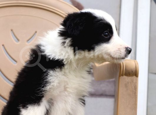 Border Collie Yavrular görsel