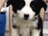 Border Collie Yavrular