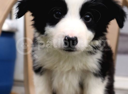 Border Collie Yavrular görsel