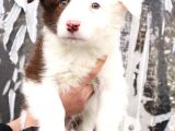 Border Collie Yavrular