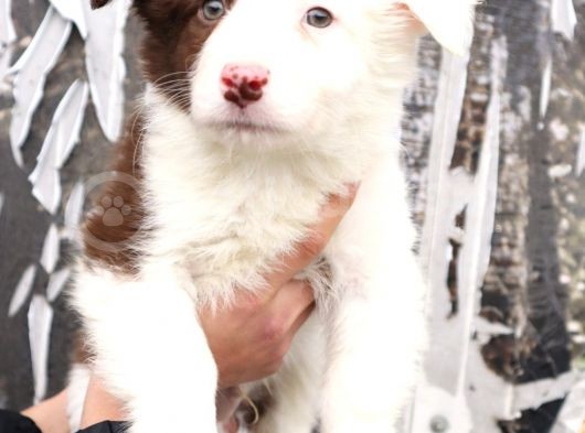 Border Collie Yavrular