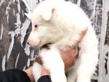 Border Collie Yavrular