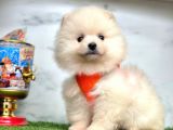 Ayıcık Surat Boo Pomeranian Yavrular