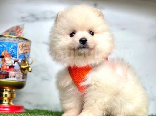 Ayıcık Surat Boo Pomeranian Yavrular görsel