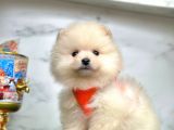 Ayıcık Surat Boo Pomeranian Yavrular