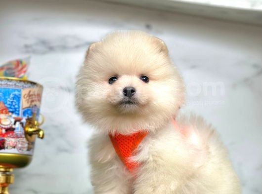 Ayıcık Surat Boo Pomeranian Yavrular görsel