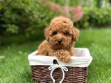 Toy Poodle Mini Boy Yavrular