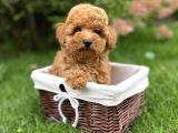 Toy Poodle Mini Boy Yavrular