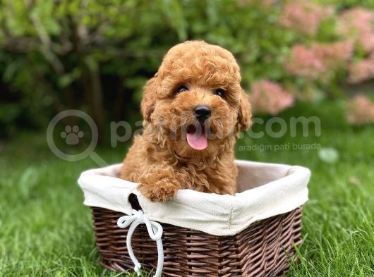 Toy Poodle Mini Boy Yavrular