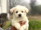Evinizin neşesi Maltese yavrularımız