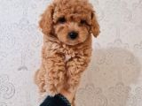 En Iyi Irk, Red Toypoodle Yavrumuz