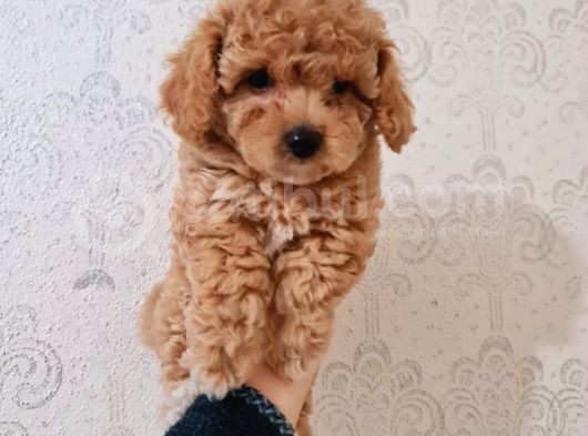 En Iyi Irk, Red Toypoodle Yavrumuz görsel