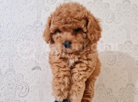 En Iyi Irk, Red Toypoodle Yavrumuz