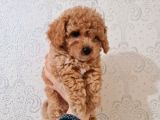 En Iyi Irk, Red Toypoodle Yavrumuz
