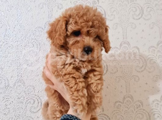 En Iyi Irk, Red Toypoodle Yavrumuz görsel