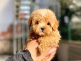 Dişi Toypoodle Yavrumuz