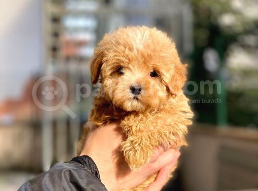 Dişi Toypoodle Yavrumuz görsel