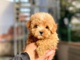 Dişi ToyPoodle Yavrumuz