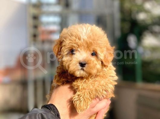 Dişi Toypoodle Yavrumuz