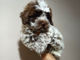 Kıvırcık Tüy,Kahve Beyaz Erkek Maltipoo Yavrumuz