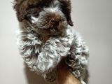 Kıvırcık Tüy,Kahve Beyaz Erkek Maltipoo Yavrumuz