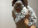 Kıvırcık tüy,kahve beyaz erkek Maltipoo yavrumuz