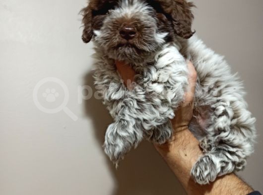 Kıvırcık Tüy,Kahve Beyaz Erkek Maltipoo Yavrumuz
