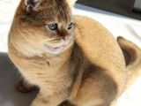 British Shorthai̇r Ny11 Golden Shaded