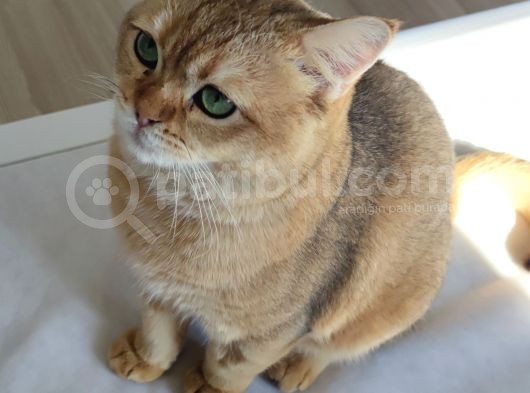 British Shorthai̇r Ny11 Golden Shaded görsel
