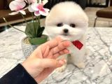 En Iyi Pomeranian Boo Isteyenlere Özel