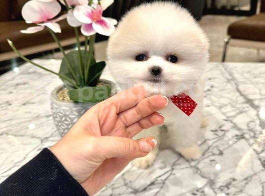 En Iyi Pomeranian Boo Isteyenlere Özel görsel