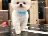En Iyi Pomeranian BOO isteyenlere özel