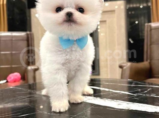 En Iyi Pomeranian Boo Isteyenlere Özel