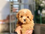 Dişi Toypoodle Yavrumuz