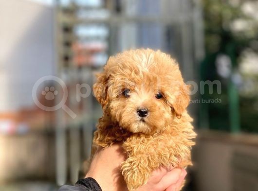 Dişi Toypoodle Yavrumuz görsel