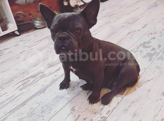 Lilack Merle Tan Guad Babadan Excotik Bebekler görsel