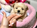 F1 MALTİPOO YAVRULAR
