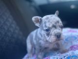 Lilack Merle Tan Guad Babadan Excotik Bebekler