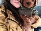 Toy Poodle Yavru (Bursa Köpek Okulu)