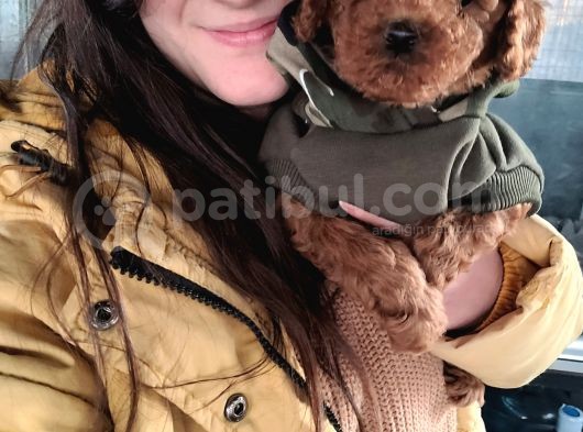 Toy Poodle Yavru (Bursa Köpek Okulu) görsel