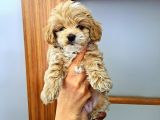 Orijinal Küçük Boy Maltipoo Yavrular
