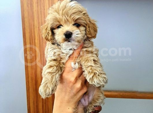 Orijinal Küçük Boy Maltipoo Yavrular görsel