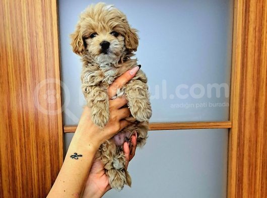 Orijinal Küçük Boy Maltipoo Yavrular görsel