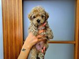 Orijinal Küçük Boy Maltipoo yavrular