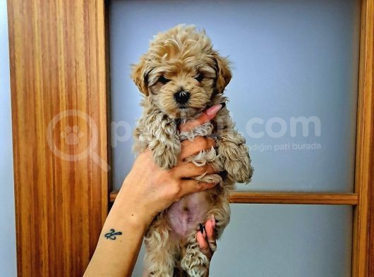 Orijinal Küçük Boy Maltipoo Yavrular