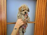Orijinal Küçük Boy Maltipoo Yavrular