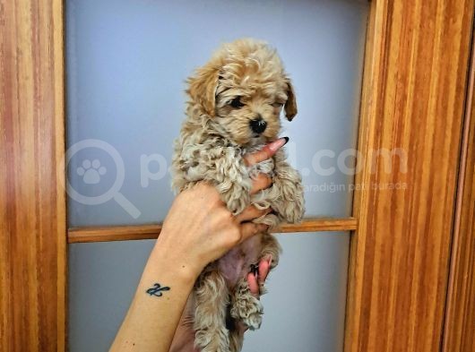 Orijinal Küçük Boy Maltipoo Yavrular görsel