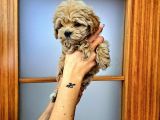 Orijinal Küçük Boy Maltipoo Yavrular