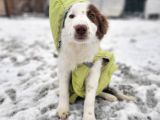 Kahve Beyaz Border Collie Bebek